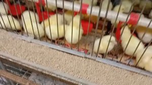 Эксперимент по выращиванию бройлеров на кормах Purina VS МегаМикс