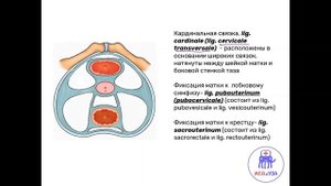 Связочный аппарат матки | Нормальная анатомия человека