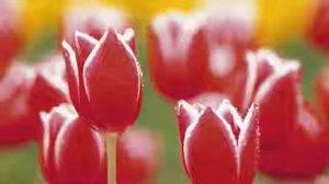 Ион Суручану - Алые Тюльпаны ...