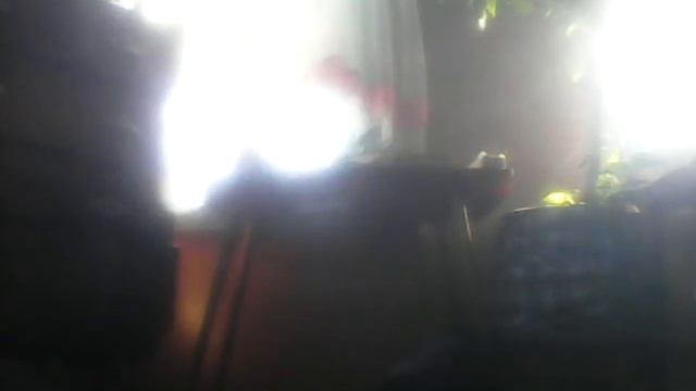 пугливые коты смотреть онлайн