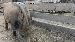 Разнообразное питание диких кабанов.