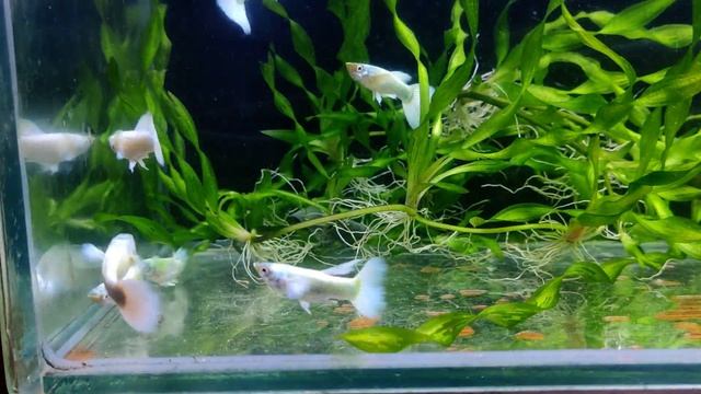 Гуппи Платина Слоновьи Уши / Platinum Dumbo Big Ear Guppy смотреть онлайн