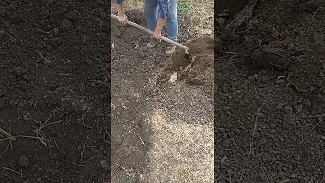 Осенняя посадка Павловнии Томентоса. смотреть онлайн