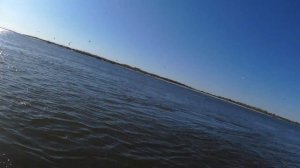 Сельдь Черноспинка  Нижняя Волга 2019