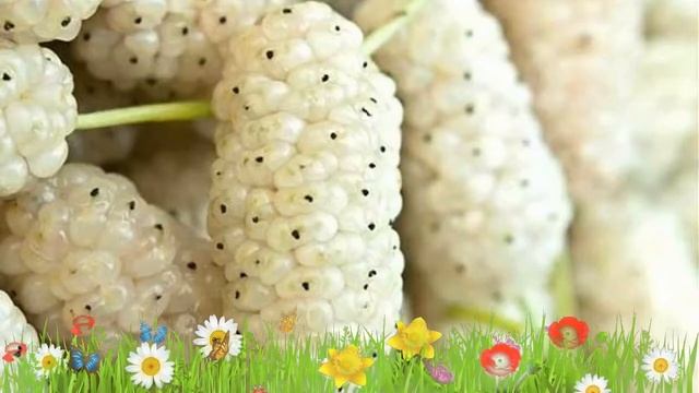 Шелковица белая (morus alba) ? Обзор ]: посадка и уход. саженцы шелковицы : описание и особенности