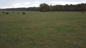 Как пасутся коровы МИРАТОРГ