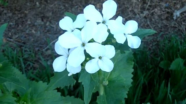 LUNARIA: Lunaria annua (www.riomoros.com) смотреть онлайн