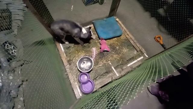 ГОВЯЖЬЯ печень для щенка ХАСКИ вкусно и питательно смотреть онлайн