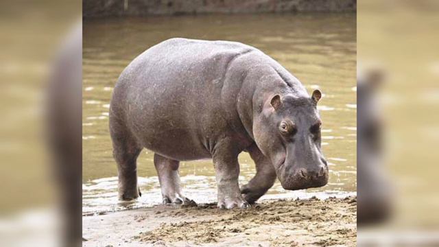 ТОП САМЫХ ОПАСНЫХ ЖИВОТНЫХ МИРА смотреть онлайн