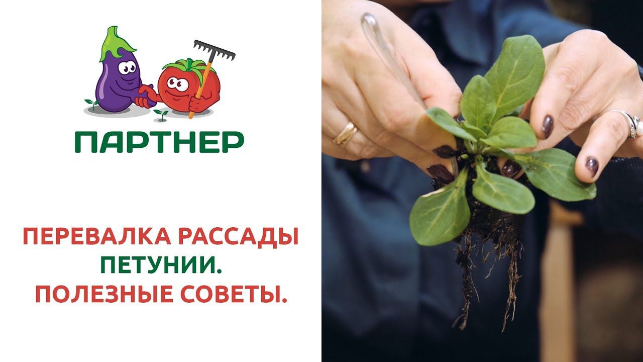 ПЕРЕВАЛКА РАССАДЫ ПЕТУНИИ. ПОЛЕЗНЫЕ СОВЕТЫ