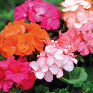 Пересадка,перевалка пеларгонии_герани.