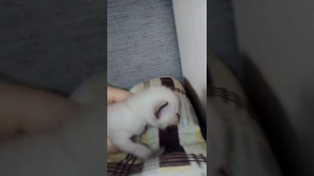 Thai kitten. Тайский котёнок-девочка