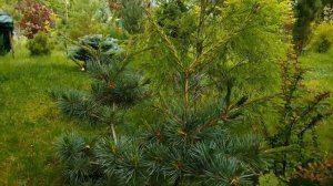 Сосна дрібноквіткова Негіші. Pinus parviflora Negishi. Прищіпка сосни Негіші, формування сосен