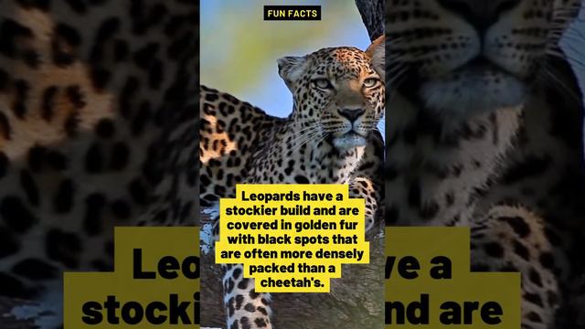 Are jaguar, cheetah & leopard same?