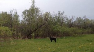 Там соловей в кустах поёт... Слушаем с гордонами трели соловья