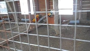 Алмазный фазан.