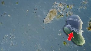 Хищная инфузория Дидиниум поедает инфузорию Туфельку