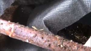 Распаковываю иву Вавилонская Криспа