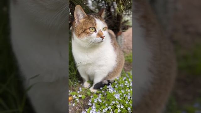 Котику было 70 лет по человеческим меркам. Мой Люша,безумно красивый и любимый пенсионер ❤️