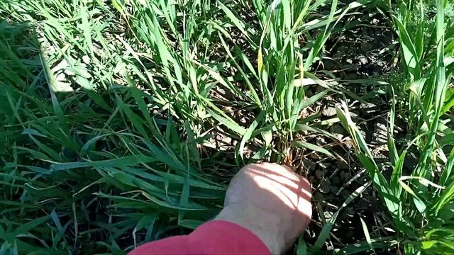 Пшеница. Сроки посева. Пшеница по пшенице 3 год