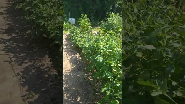 моя любимая дача. смотреть онлайн