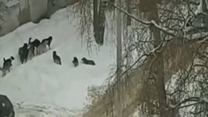 Что делать при встрече со стаей бродячих собак?