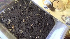 Выборка биогумуса из вермикомпостера