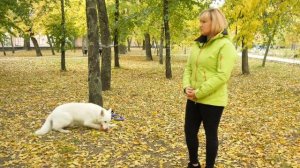 Белая швейцарская овчарка (БШО). Все о породе от А до Я