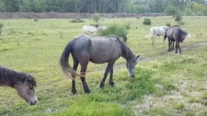 КРУГЛОГОДОВОЕ ПАСТБИЩНОЕ ТАБУННОЕ СОДЕРЖАНИЕ ЛОШАДЕЙ
