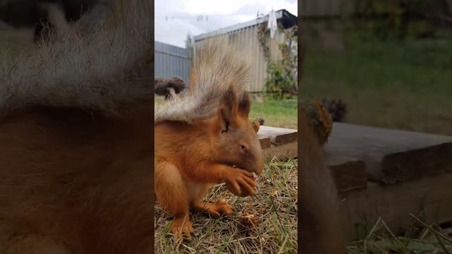 Маленькая белка не может разгрысть орех смотреть онлайн