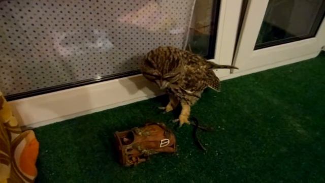 Кто  кто в домике живёт