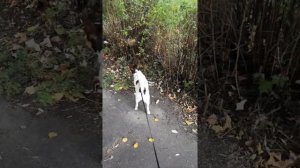 Корги и джек рассел. Агрессия джек рассела. Жизнь с двумя собаками.