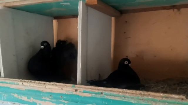 Я ТОЖЕ ХОЧУ ТАКУЮ СВЕКРОВЬ