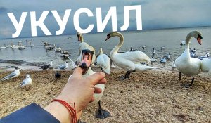 Евпатория, кормим лебедей