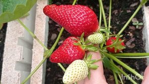 АЛЕКСАНДРА - сорт на МИЛЛИОН. ЭТАЛОН ВКУСА!