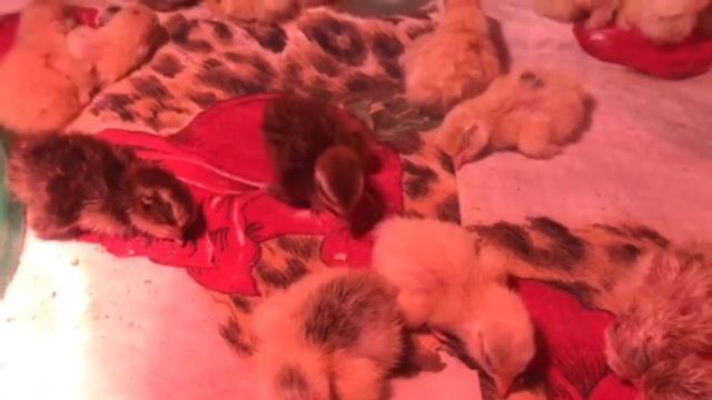 Вывод перепелов в инкубаторе и перенос в брудер. | Часть 2 смотреть онлайн