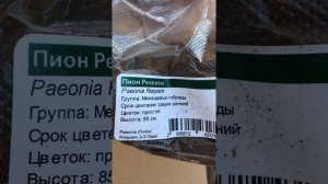 Обзор корней пионов из  ИМ Подворье!!