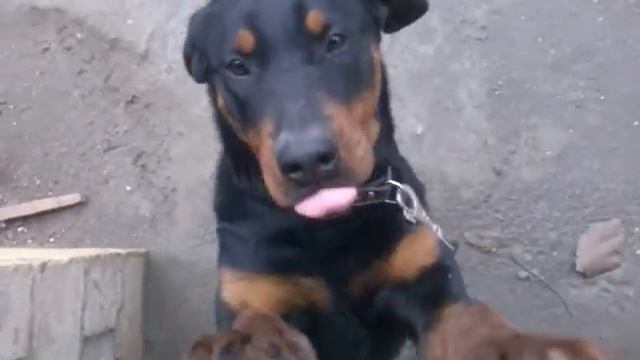 Rottweiler Father Mother Doberman смотреть онлайн