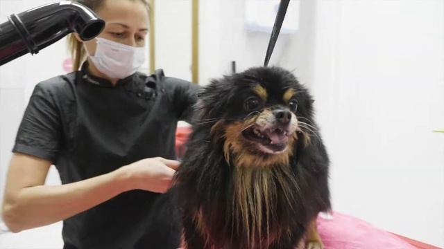 Супер линька шпица смотреть онлайн