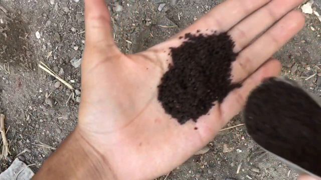 Key Lime Tree from seed🍋 смотреть онлайн