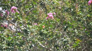 CREPE MYRTLE | Florida is Ablaze With Their Color