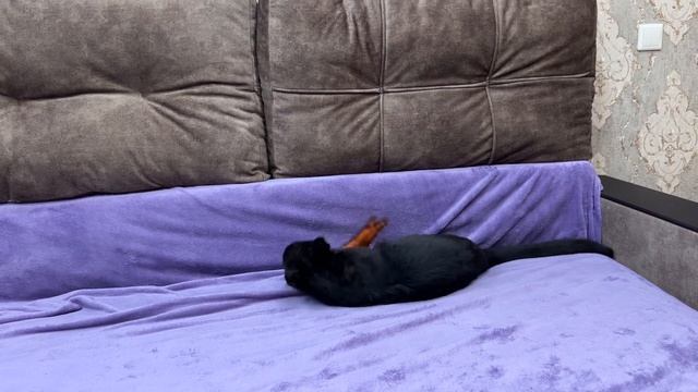 У пантерки с поломанными лапками ПОЯВИЛСЯ ДРУГ! Собака и пантера учатся доверять ❤️