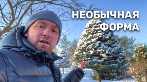 Ель в форме "Улей"