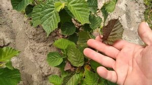 ЛЕЩИНА  обыкновенная.Краснолистная.Питомник.