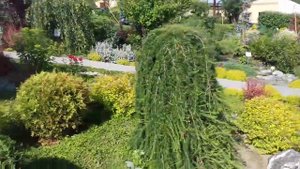 Дендрарий село Алтайское