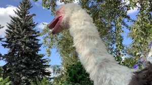 Страус