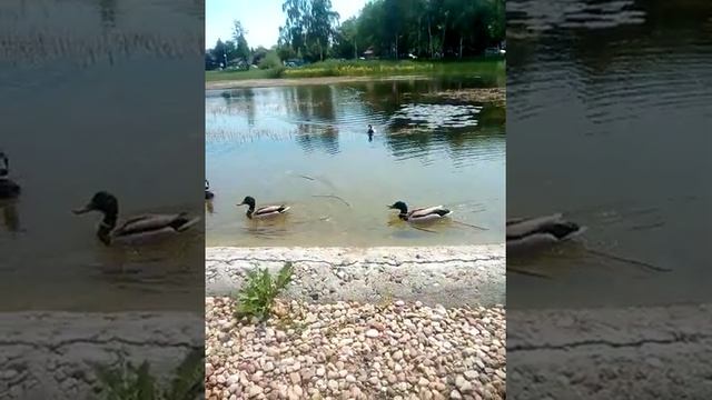 Парк в Гроздике Мазовецком Польша смотреть онлайн