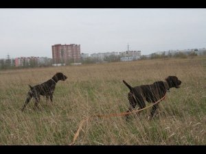 Серия 16 - Тугая подводка у легавой собаки