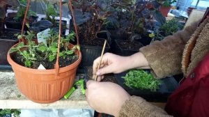 Черенкую вербену ампельную.