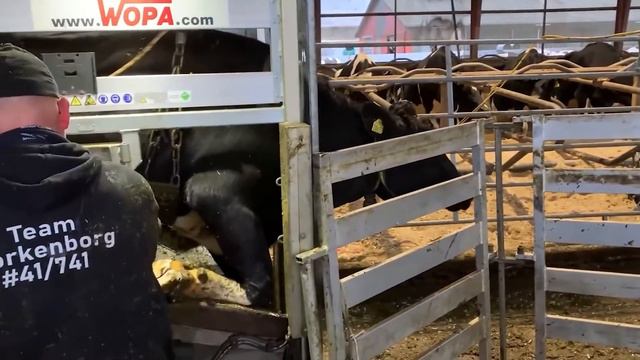 Farm #WithMe Pretty Girl Dangerous STIHL Chainsaw Tree Cutting Cow Milking Cure Cows BABY CALF BORN смотреть онлайн